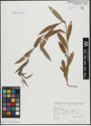 Foto von Salix alba L.